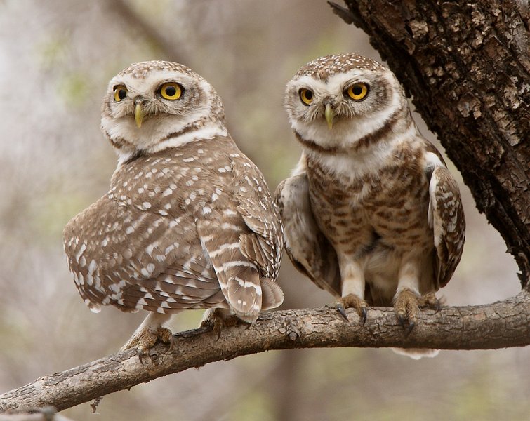 252 - spotted owls - DEVINE BOB - great britain.jpg